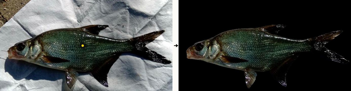 A bream on a white cloth with a single yellow point prompt, next to the Segment Anything mask isolating exactly the fish on black