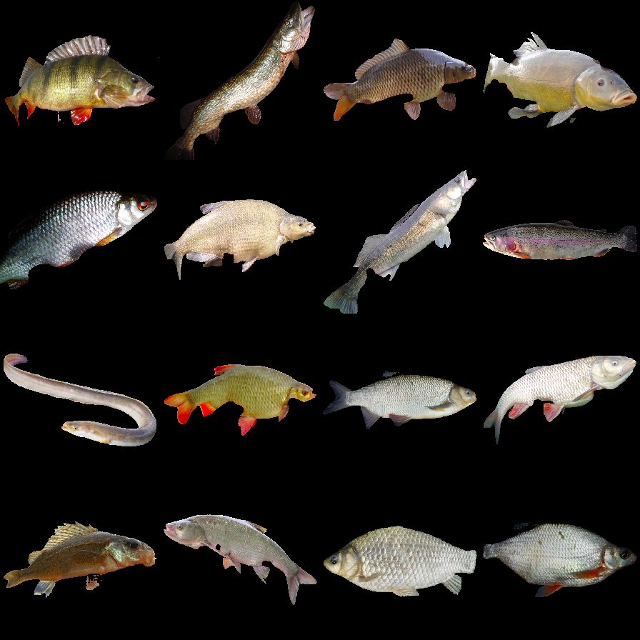 Four-by-four grid of segmented crops spanning sixteen species, from perch and pike to eel and tench